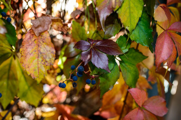 Red leaves of a wild grapes. Autumn leaves of wild grapes with blurred background. Autumn background. Selective focus