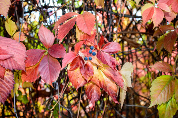 Red leaves of a wild grapes. Autumn leaves of wild grapes with blurred background. Autumn background. Selective focus