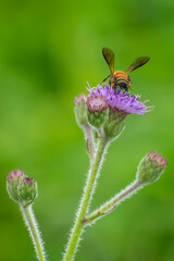 Fototapeta premium Honey bee feeding on Hemisteptia flower in garden