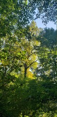 Obraz premium Sunny tree canopy in Inwood Hill Park in Northern Manhattan. The sunlight is brightening the green leaves and blue sky can be seen through the branches.