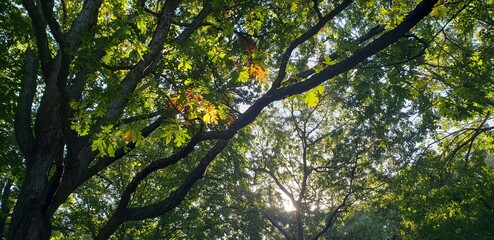 Sunlight coming through fall tree branches highlighting some of the brown leaves among the green.