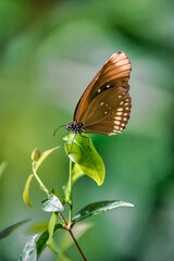 Schmetterling