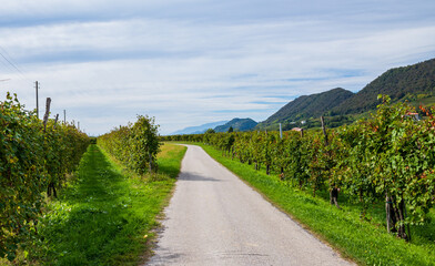 Road in the vineyards leading to a village of Valdobbiadene, Veneto, Northern Italy