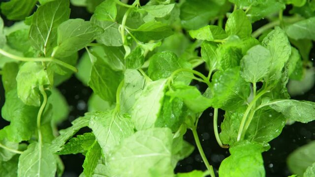 Super Slow Motion Shot of Flying Fresh Mint Towards Camera at 1000 fps.