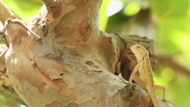 Common Garden Lizard or Oriental garden lizard or Calotes versicolor on tree trunk natural green background