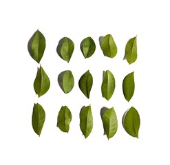 Green leaves on white background, decorative concept