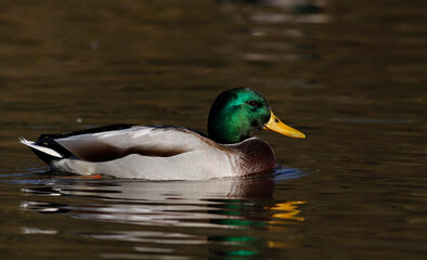 Mallard