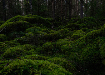 Fototapeta premium mossy green forest in the morning