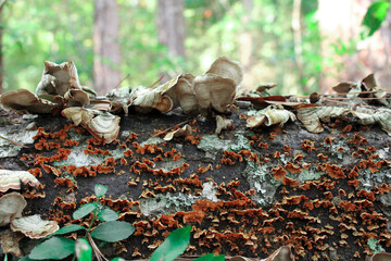 mushrooms on the ground