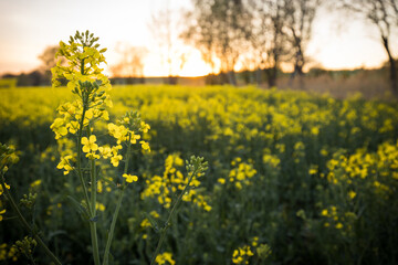 field of yellow flowers