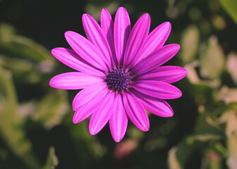 Obraz premium Beautiful floral background with big lilac flower head close up