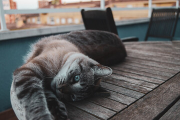 Gata gris de ojos azules tumbada en una mesa.