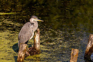 Grey heron on a local pond fishing during morning hours.