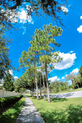 tree, street and beautiful cloud in summer