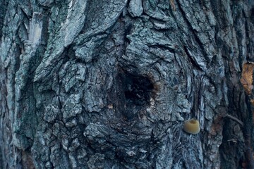 the bark of an old tree pattern