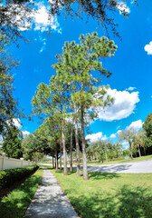 Beautiful pine trees and white cloud in the summer of Florida