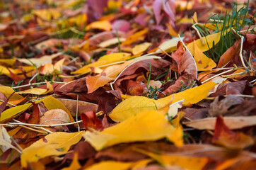 fallen autumn leaves