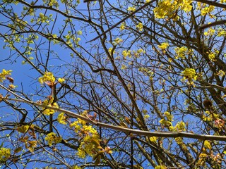 flowering tree branches against the blue sky in spring in the daytime