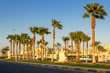 Street with palm trees. Tropical road with palm trees in Egypt