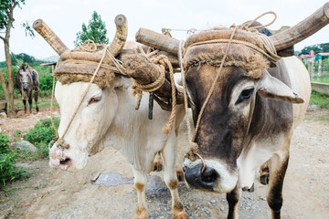 black an yellow cows with a mask