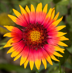 Macro of a brilliant pink, orange and yellow Indian Blanketflower blooming in a summer meadow
