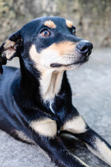 Black an yellow street dog