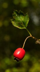 Red rosehip berries, fruits for making tea.