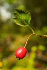 Red rosehip berries, fruits for making tea.