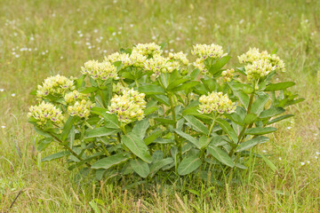 Green antelopehorn milkweed growing in summer pasture