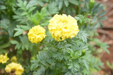 yellow chrysanthemum flower