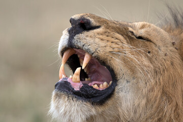 Lion portrait close up with canine teeth