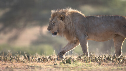 Wild free ranging male african lion patrolling its territory