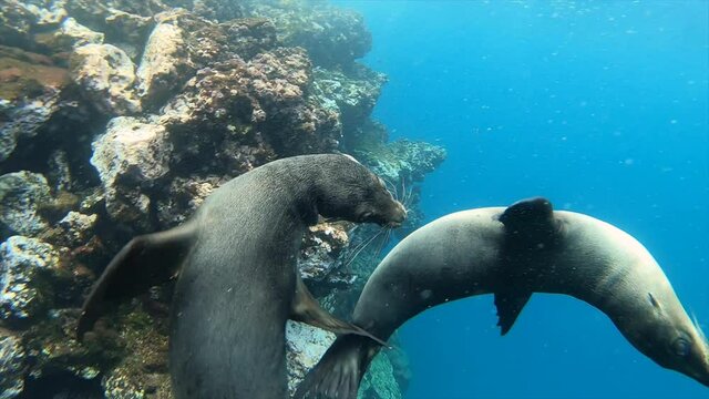 Pair of Sea Lions Playing Underwater Swimming near Coral in the Galapagos Islands