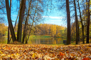 autumn landscape in the park
