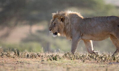 Wild free ranging male african lion patrolling its territory