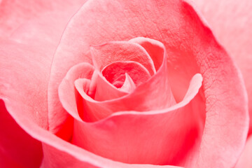 Closeup of a flawless pink rose