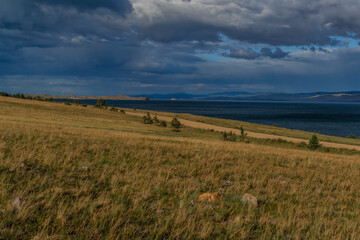 Fototapeta premium Coniferous green pine trees stands on yellow grassy coast of blue lake Baikal against background of mountains. Summer landscape in sunset light