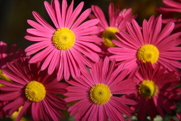 Fototapeta premium pink chrysanthemums