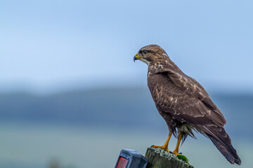 Buzzard (Buteo buteo)