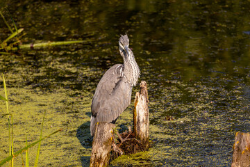 Grey heron on a local pond fishing during morning hours.