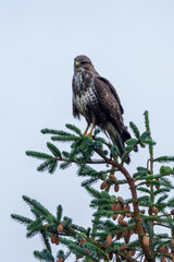 Buzzard (Buteo buteo)