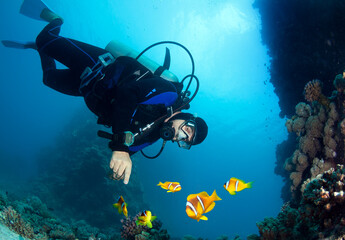 Scuba diver and Group of Clownfish (Anemonefish).