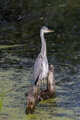 Grey heron on a local pond fishing during morning hours.
