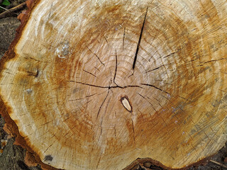 freshly cut new stump background and texture closeup photo