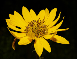 Ashy Sunflower, a native Oklahoma wildflower against dark background in summer sun
