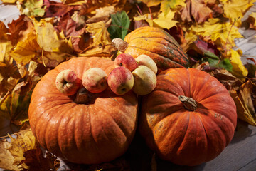  three pumpkins, apples and autumn yellow leaves