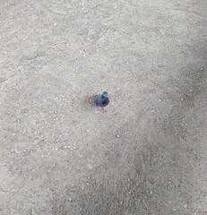 one gray dove on the pavement in the afternoon in the summer