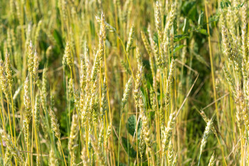 Growing agricultural crops on field. Closeup of green wheat spikes in row. Spikelets of barley with kernels. Production of organic cereals in farm. Farming and agronomy in countryside rural area