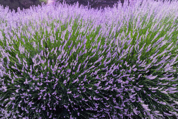 Lavender blooming in the field. Organic plantations for essential oil production