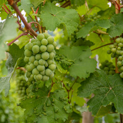 grapes on vine